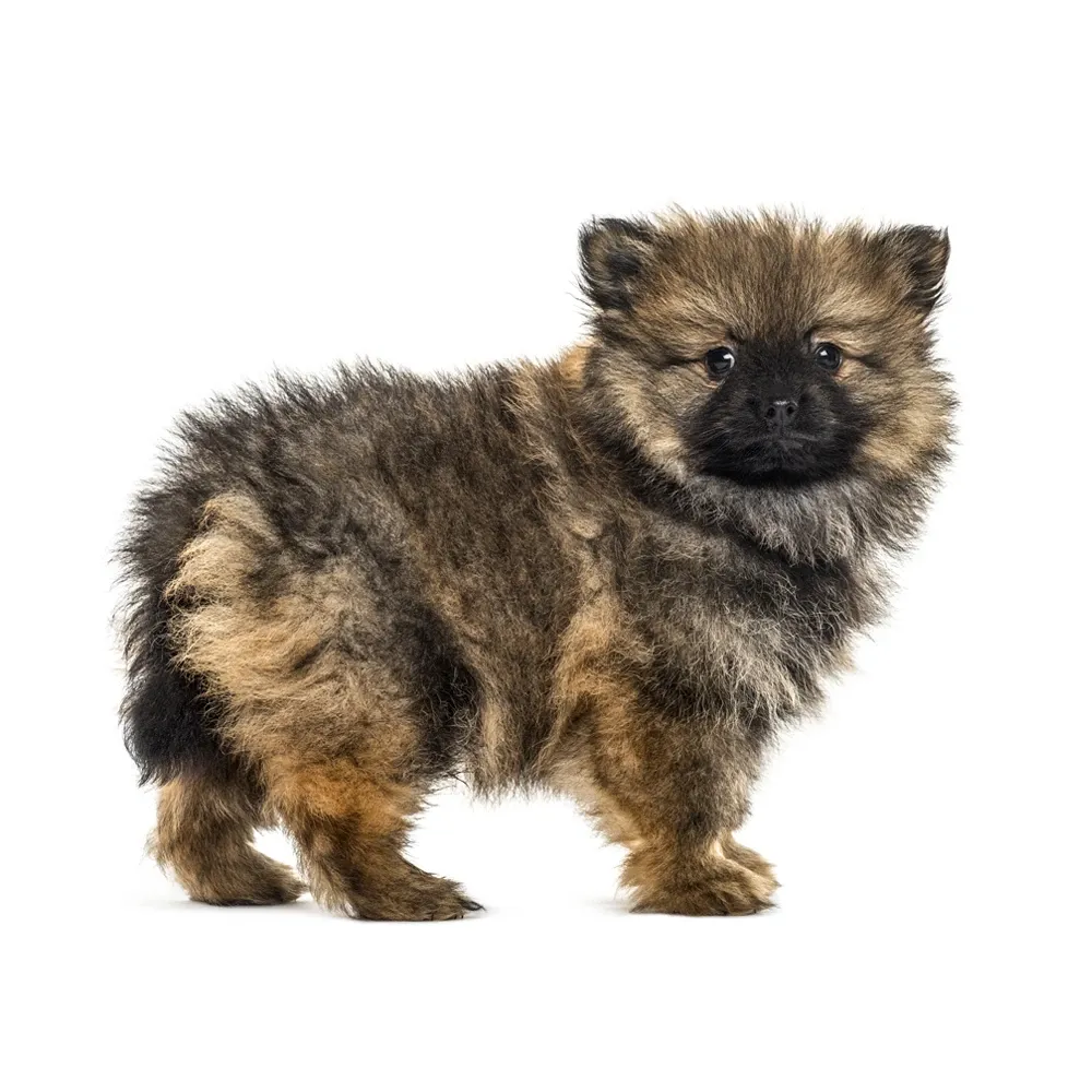 Imagem do filhote de Lulu da Pomerânia